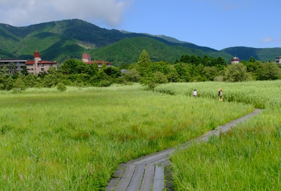 箱根湿生花園