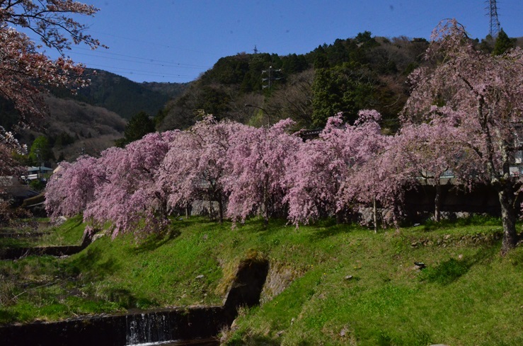 箱根の春（桜）