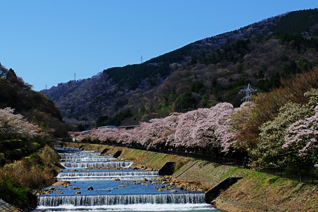宮城野の桜は誰が植えた？